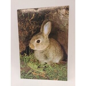 Postcard BUNNIE WABBIT John Robinson  Published  J. Arthur Dixon Great Britain